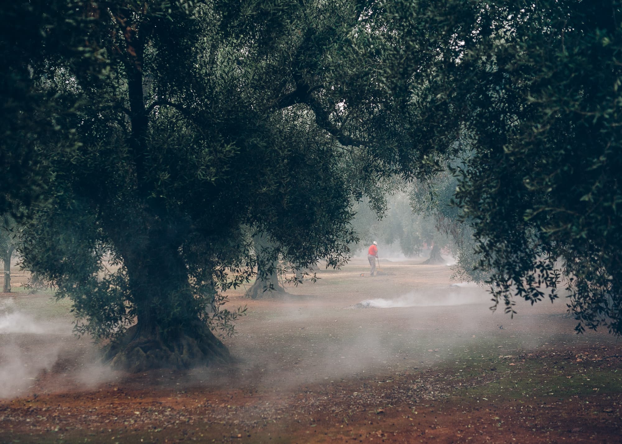 My father is in these trees — The bacterium Xylella Fastidiosa pauca is killing the ancient olive trees in Italy.  It is a disaster in slow motion.