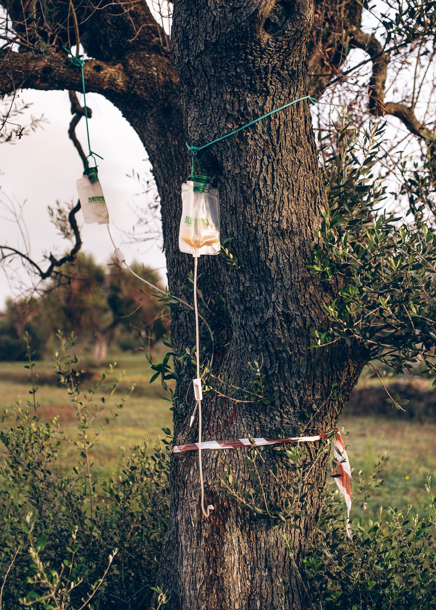 My father is in these trees — The bacterium Xylella Fastidiosa pauca is killing the ancient olive trees in Italy.  It is a disaster in slow motion.