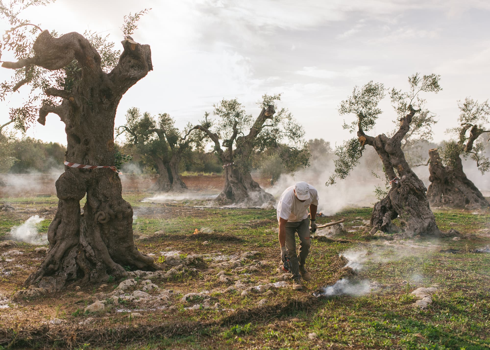 My father is in these trees — The bacterium Xylella Fastidiosa pauca is killing the ancient olive trees in Italy.  It is a disaster in slow motion.