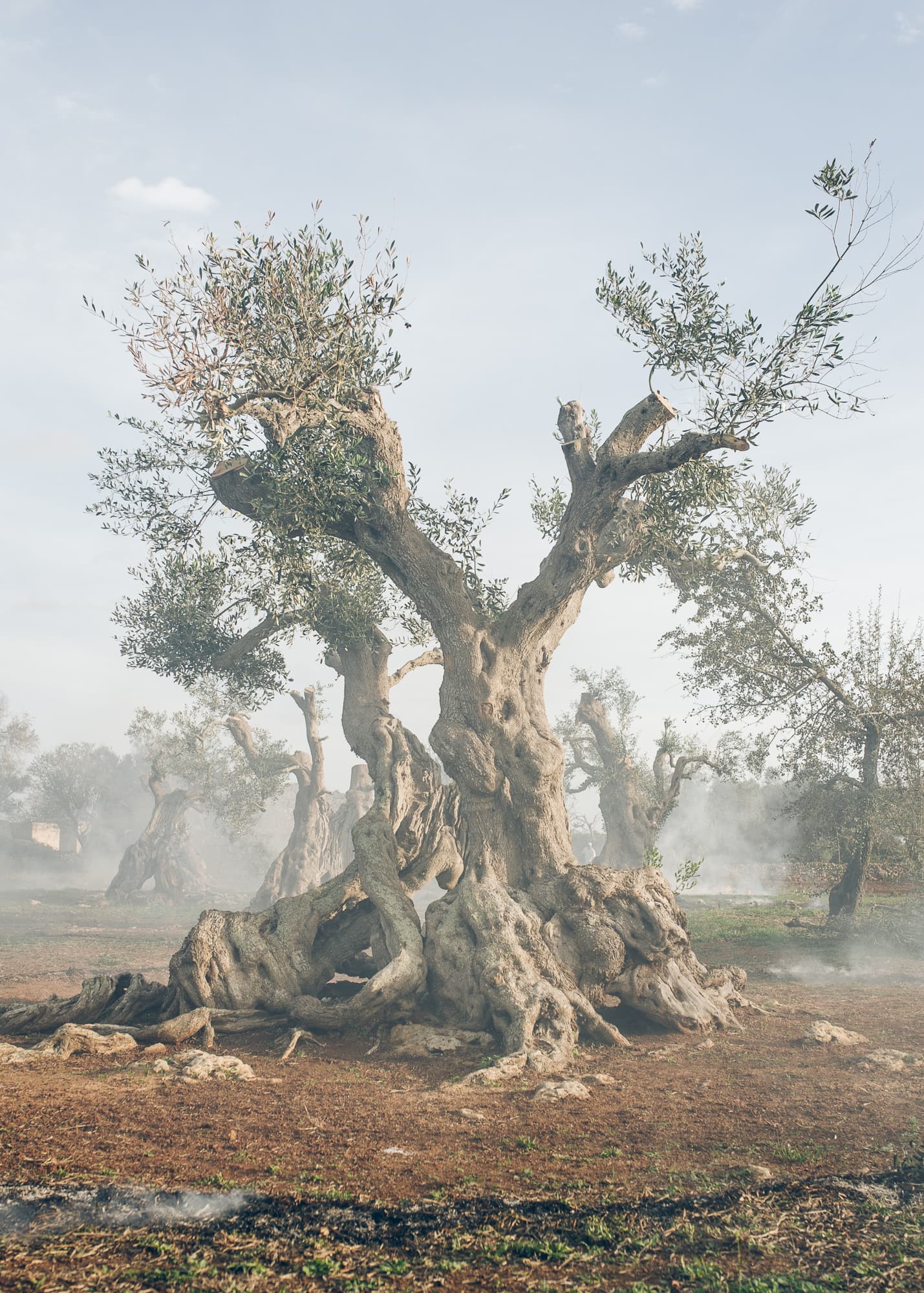 My father is in these trees — The bacterium Xylella Fastidiosa pauca is killing the ancient olive trees in Italy.  It is a disaster in slow motion.