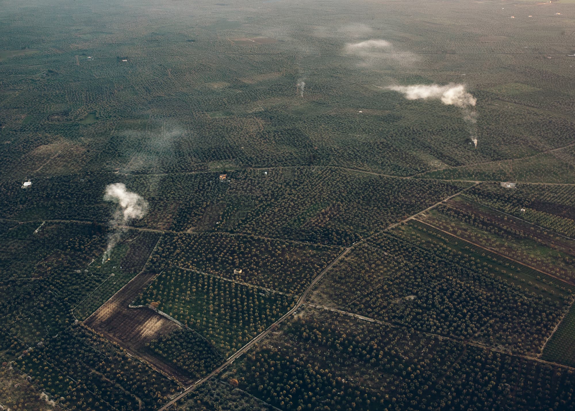 My father is in these trees — The bacterium Xylella Fastidiosa pauca is killing the ancient olive trees in Italy.  It is a disaster in slow motion.