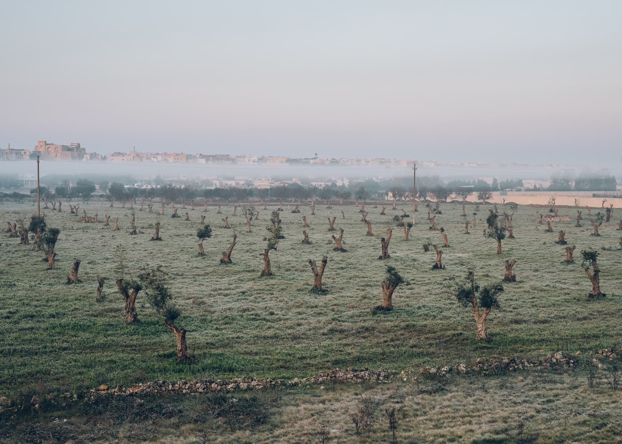 My father is in these trees — The bacterium Xylella Fastidiosa pauca is killing the ancient olive trees in Italy.  It is a disaster in slow motion.