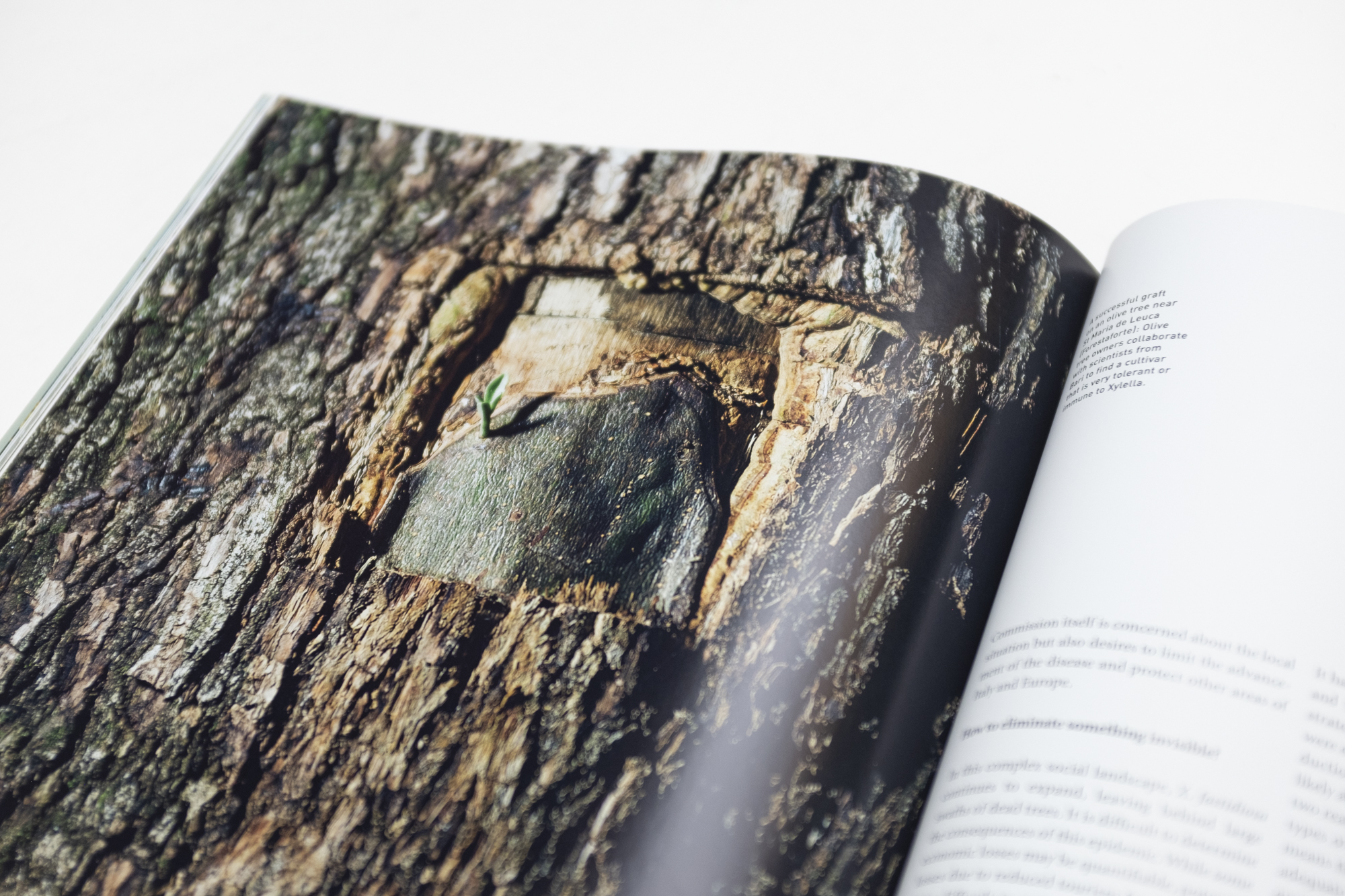 Publication "My father is in these trees" in TOPOS magazin no103 / 2018