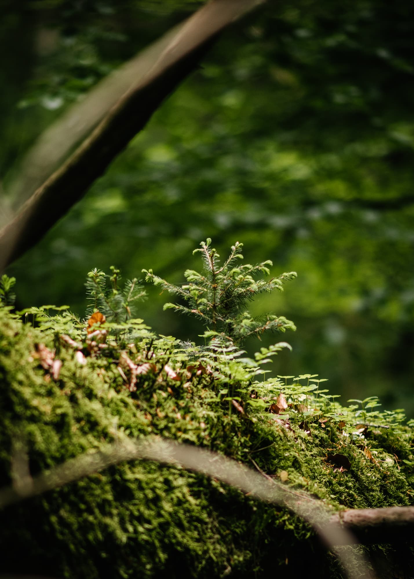 Documenting national park Eifel for the annual sustainability report of Wald und Holz NRW
