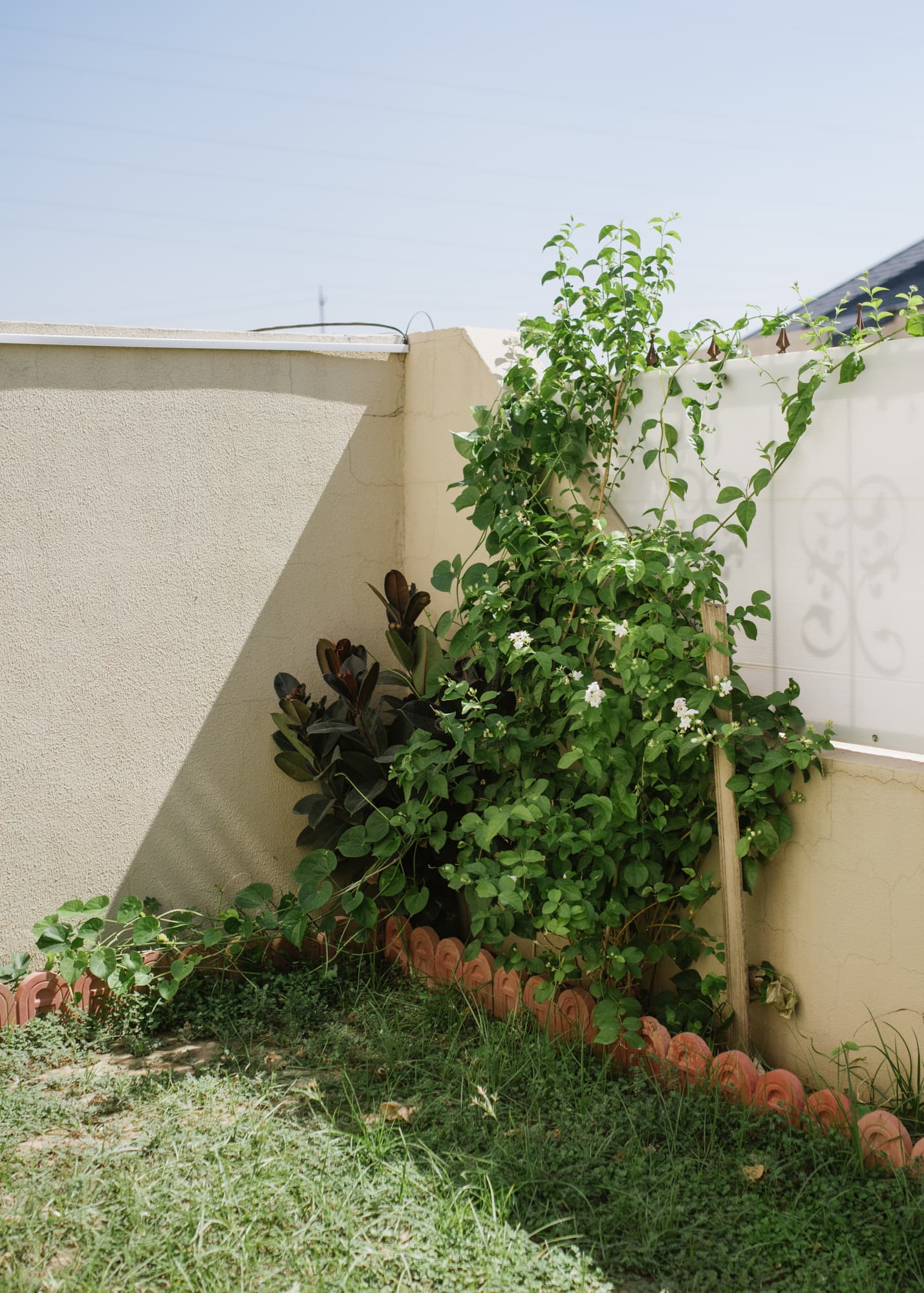 Jasemine flourishes in the frontyard of Abdullah Kurdi's house in Erbil, Iraq, on Sept 2nd, 2019. Tima Kurdi planted it there, it's her favourite plant.