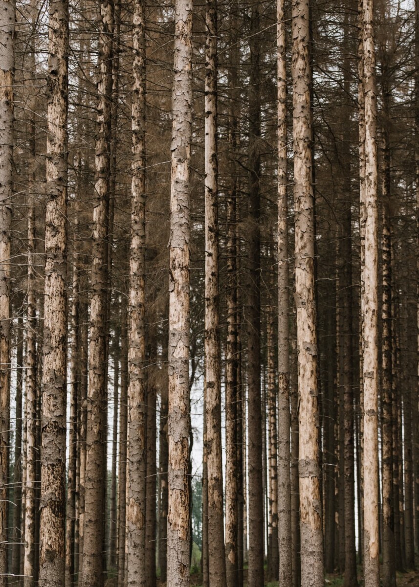 trees damaged by the bark beetle