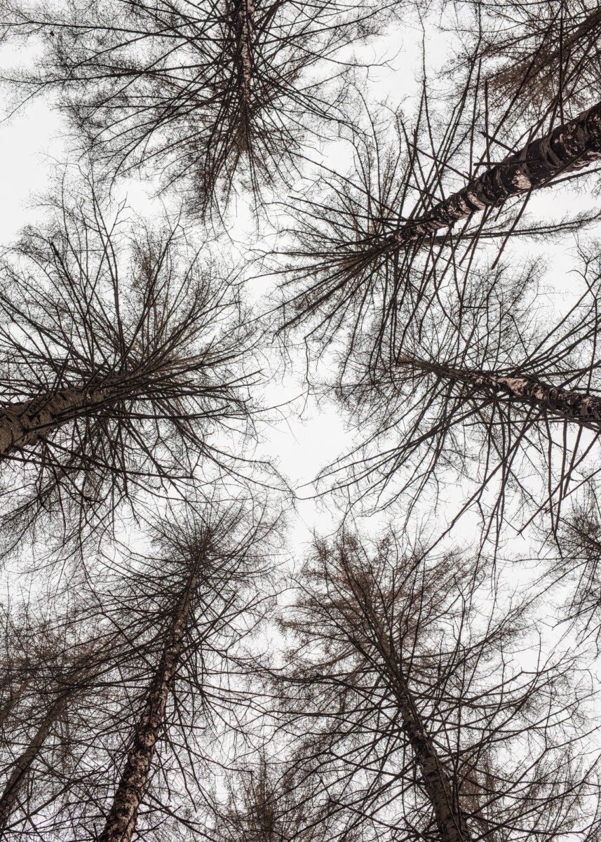 trees damaged by the bark beetle from below